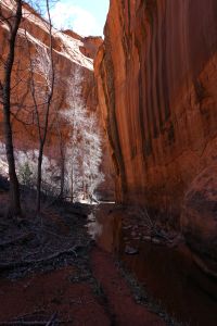 Neon Canyon